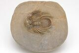 Rare, Spiny Kolihapeltis Trilobite - Atchana, Morocco #206620-5